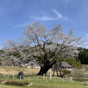 阿波尾所の桜が満開となりました イメージ
